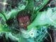 Absolute Green Lantern #1